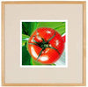Tomato Series 3